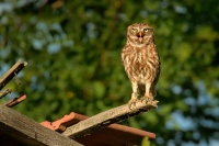 Sycek obecny - Athene noctua - Little Owl 3359